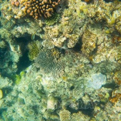 Kế hoạch của UNESCO đối với rạn san hô Great Barrier
