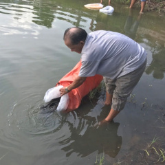 Bình Định: Triển khai mô hình nuôi cá chình thương phẩm trong ao đất