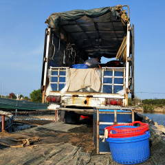 Vẫn thu hoạch, thu mua tôm bình thường