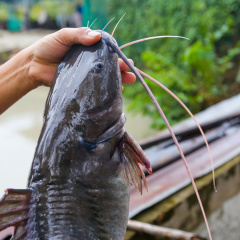 Mô hình nuôi cá lăng thương phẩm phù hợp với hồ nước rộng