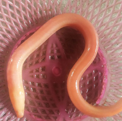 Một người dân ở Hà Tĩnh bắt được lươn vàng