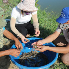 Nuôi tôm càng xanh toàn đực trên đất lúa