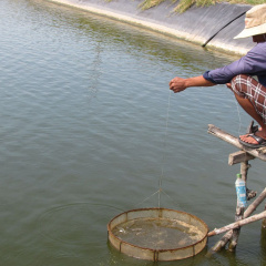 Thủy sản phía Nam rớt giá thảm, người nuôi “nhắm mắt” xả hàng