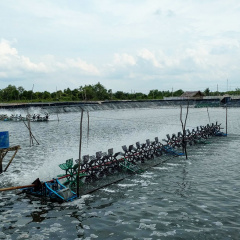 Ngành tôm vẫn còn “cửa sáng”