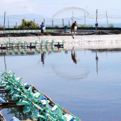 Bộ NN-PTNT: Xây dựng vùng nuôi trồng thủy sản 990.000 ha tại ĐBSCL