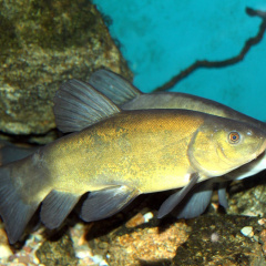 Cá quế khó nuôi nhưng giá trị cao