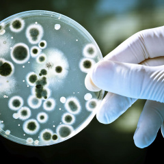 Phương pháp kiểm soát Vibrio trong ao nuôi tôm
