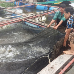 Người nuôi cá lồng bè, ốc hương ở Hà Tĩnh “mỏi mắt” chờ… thu mua