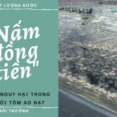 Khử nấm đồng tiền trong ao bạt