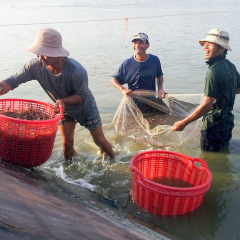 Ngành tôm ngày trở lại