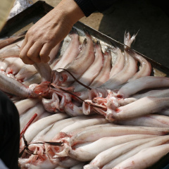 Con cá "trắng nõn" giúp ngư dân Quảng Trị mưu sinh