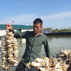 Thanh niên 8x "đỡ đẻ" cho hàu, thu lợi nhuận hàng tỉ đồng