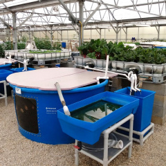 Mô hình Aquaponic mới: Tôm thẻ kết hợp cà chua chịu mặn