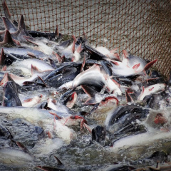 Brazil - thị trường tiềm năng cho cá tra Việt Nam