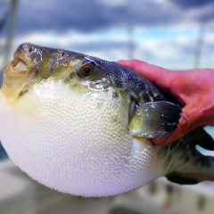 Cá nóc- từ loài mang tiếng độc chết người đến hành trình vươn tầm Nhật Bản