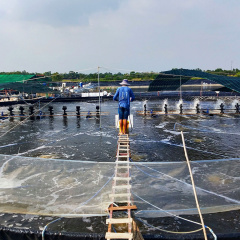 Người nuôi tôm đang lãng phí 107 triệu đồng mỗi năm