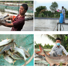 Chàng trai miền Tây thu tiền tỉ nhờ nuôi "thủy quái"