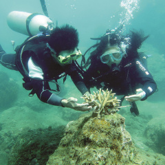 Nỗ lực khôi phục rạn san hô Cù lao Chàm