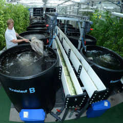 Tích hợp hệ thống Aquaponic và Biofloc