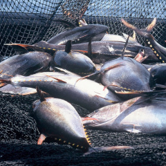 Tại sao cá ngừ đại dương chưa thể vào sâu thị trường Nhật?