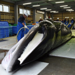 Nghề săn bắt cá voi Nhật Bản tàn lụi