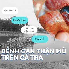 Gan thận mủ - Kẻ địch mạnh nhất của cá tra