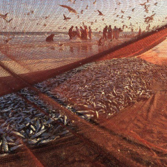 Lưới tổng hợp mới dễ dàng loại bỏ sinh vật bám trong nuôi trồng thủy sản