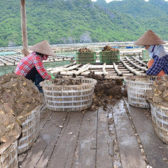 Ô nhiễm nguồn nước nuôi hàu ở Vân Đồn: Nguy cơ " mất cả chì lẫn chài"