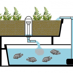 Mô hình Aquaponic hiệu quả cao: Nuôi cá lóc- trồng rau muống
