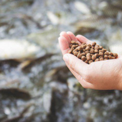 Đạm đơn bào: Tương lai của ngành thức ăn thủy sản?