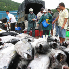 Xuất khẩu cá ngừ sang Mỹ tăng trưởng ba con số: 210%