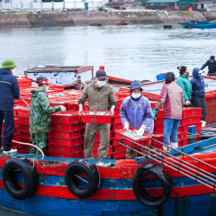 Ngư dân Nghệ An thu về gần 200 tỷ đồng chỉ trong một tháng đầu năm 2022