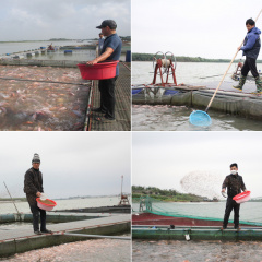 Bắc Ninh: Rét đậm kéo dài làm cá bất ổn, người nuôi bất an