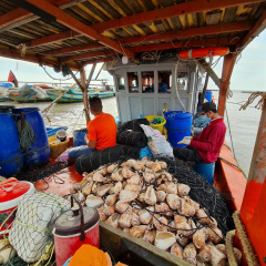 Cà Mau: Mỗi đêm mất vài thiên ốc, ngư dân thiệt hại hàng trăm tỷ đồng