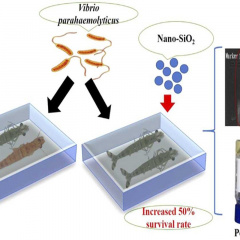 Nano-SiO2 làm giảm sự lây nhiễm vi khuẩn gây bệnh EMS trên tôm
