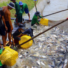 Tạo “giấy thông hành” cho thủy sản vươn xa