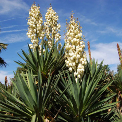 Yucca - Thảo dược từ thiên nhiên cho nuôi trồng thủy sản bền vững