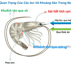 Cách tối ưu hóa chế độ dinh dưỡng cho tôm ở độ mặn thấp