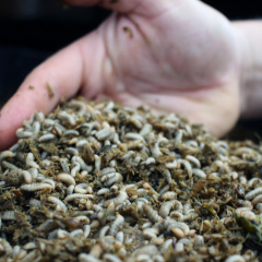 Dầu ruồi lính đen: Giải pháp tối ưu thay thế dầu cá
