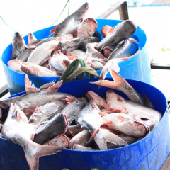 Thận trọng khi tái nuôi cá tra