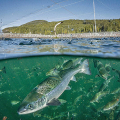 Canada: 3 thách thức lớn khi xây dựng đạo luật thủy sản toàn diện