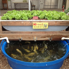 Aquaponics - Cái nhìn của người trong cuộc