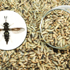 Nghiên cứu mới: Ấu trùng ruồi lính đen chứa hoạt tính kháng khuẩn