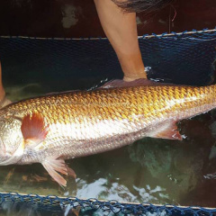 Bộ phận "đắt xắt ra miếng" của cá Sủ vàng Việt Nam