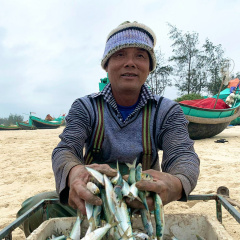 Cá trích Việt Nam hút hàng, đút túi nhẹ nhàng 40 triệu USD