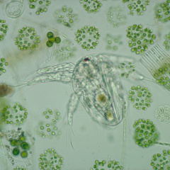 Vai trò của thực vật phù du trong quản lý vi khuẩn Vibrio