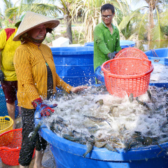 Kiên Giang: Cánh đồng tôm "về đích"