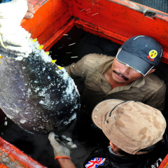 Bình Định: Ðưa công nghệ UFB vào bảo quản cá ngừ đại dương