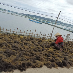 Phú Yên: Vớt rau câu, tăng thu nhập