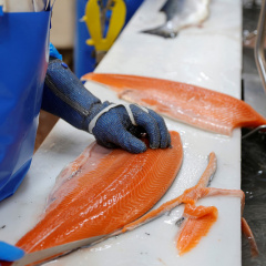 Na Uy: Tiềm năng biến bột cá thành thực phẩm cho người